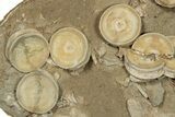 Fossil Shark Vertebrae & Teeth Plate - Morocco #78728-2
